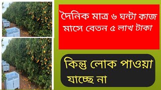 দৈনিক মাত্র ৬ ঘন্টা কাজ  মাসে বেতন ৫ লাখ টাকা কিন্তু লোক পাওয়া যাচ্ছে না # sm iqbal vlog