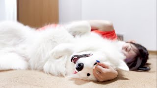 2歳になってもママにはべったりな大型犬が可愛すぎました…【サモエド】