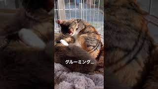 子猫のグルーミングが…耳だけだった👂