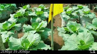 Growing Cabbage from Rice plastic bag _ការប្រៀបធៀបការលូតលាស់២០ថ្ងៃនិង ៣០ថ្ងៃបន្ទាប់ពីក្នុងទ្រេ២៨ថ្ងៃ