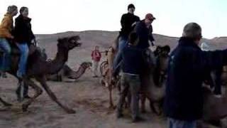 Shaun Almost falling off the Camel