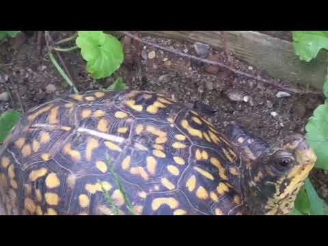 New Box Turtle Habitat!!! New Box Turtle Habitat!!!
