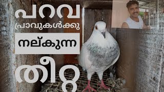 പറവ പ്രാവുകൾക്കു നല്കുന്ന വിവിധ ഇനം തീറ്റ| Food for Parava Pigeon| Thooval -2 |Mattancherry kathakal