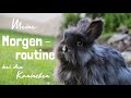 Morgenroutine im Frühling bei den Kaninchen