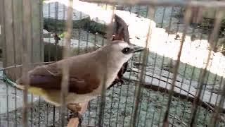 Wow Burung Trucuk Salto Terus Ber Kicauan - | Part 3