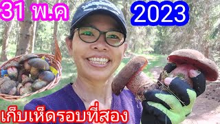 เก็บเห็ดผึ้งเลือดรอบที่สองปี2023🍄