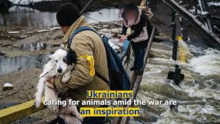 Ukrainian volunteers saving animals from war