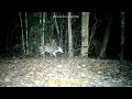 fea s muntjac ..เก้งหม้อ เดินย่องหากิน .. cameratrap wildlife