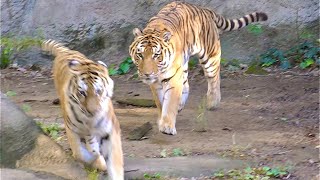 ソーンくんとローラちゃんの追いかけっこ　アムールトラ　【浜松市動物園】Amur tiger Son-kun Lora-chan Hamamatsu Zoo