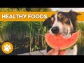 14 Foods That Are Beneficial For Dogs