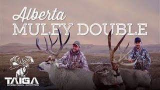 Big Mule Deer - Peak Rut - Southern Alberta!