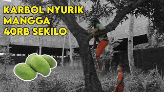 KARBOL NYURIK MANGGA!!! KETANGKAP!!! #karbol