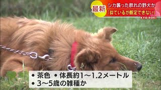 シカを襲う野犬の群れの１匹か　首輪をつけていない犬が箱わなにかかる　保健所で保護　北海道釧路市