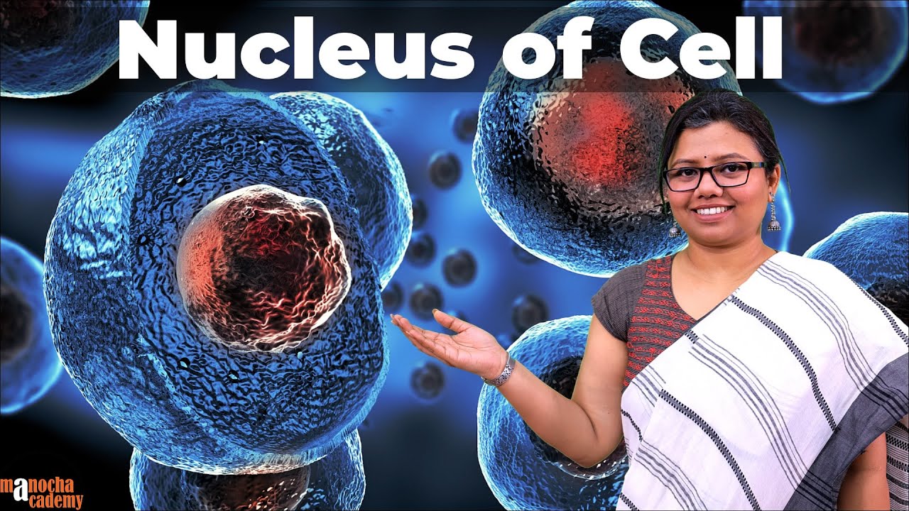 Nucleus Structure And Function Cell Youtube