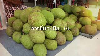 ขนุนหนองเหียงชลบุรี ขึ้นทะเบียนเป็นสินค้า GI ส่งเสริมการสร้างรายได้สู่จังหวัด