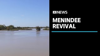 Historic transformation following return of water to Menindee Lakes | ABC News