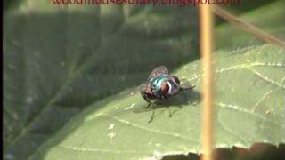 Green Bottle Close up