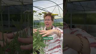 Achillea 'Sunbeam' (zones 6 to 10)