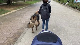 【超大型犬】　ボーズの季節がやって来た　Leonberger　レオンベルガー