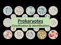 Prokaryote Classification & Identification