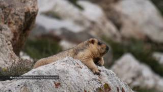 The Himalayan Wolf