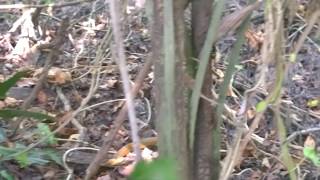 Snake at Mangalavanam Bird Sanctuary