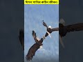 ঈগল পাখির কঠিন জীবন। 😳 shorts eagle birds