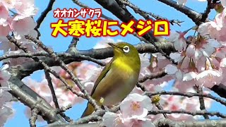 オオカンザクラ（大寒桜）とメジロ