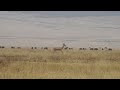 grant s gazelle stotting ngorongoro crater tanzania