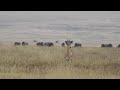 grant s gazelle stotting ngorongoro crater tanzania