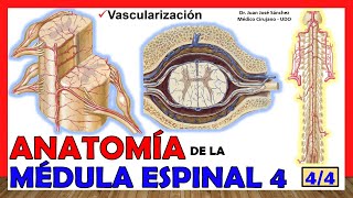 🥇 MÉDULA ESPINAL 4/4 - (Vascularización) -Anatomía. ¡Explicación  fácil!