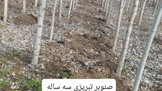 خرید نهال صنوبر نیگرا 09148286341