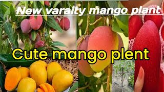 Thai sweet kathimon mango plent grafting plant all Thailand fruit plant available all over India de