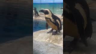 サンピアザ水族館　ケープペンギン / Cape penguin in Sunpiazza Aquarium.