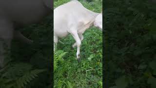 The cow looks very happy after being cared for #cow #animal #shorts