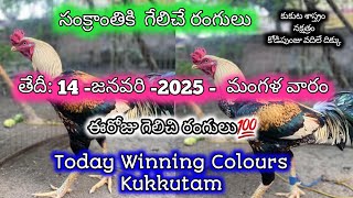 14 January 2025 Today Winning Colours// PVR Farming Channel//Kukkuta Sastram