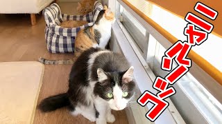 ニャルソック中の猫【2024/11/07】 #猫 #保護猫 #cat