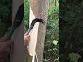 Blades for cutting tree bark - Good tools and machinery can increase work efficiency #shorts