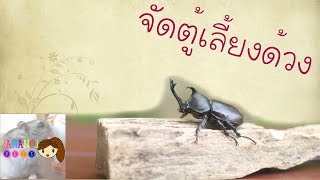 เลี้ยงด้วง 06 การจัดตู้เลี้ยงด้วง | Jananoi Pets