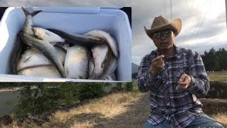 How To Setup For Shad Fishing