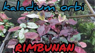 keladi rimbunan termurah ORI biji