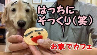 おうちでパンケーキ、ゴールデンレトリバーのはっち