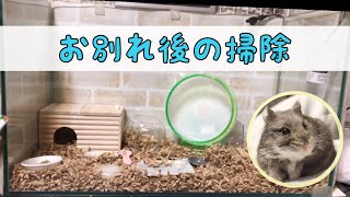 ハムスターが虹の橋を渡ったその後🐹まくろ