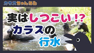 【３分ゆる解説】ビビりにオラオラ…？？ カラスでわかる自然界のカースト【カラスの行水】