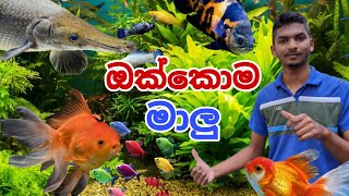 ඔක්කොම මාලු || All Fish Review || Chamath Aquarium || @chamathaquarium