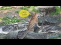 에버랜드 호랑이 엄마 없는날 버미의 깝궁 육아고생길 famous tiger family in korea cat tiger