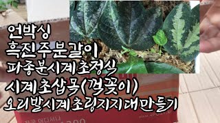 오리발시계초 링 지지대 만들기