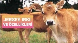 Jersey Irkı Özellikleri ve Fiyatları \