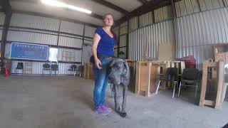 Prodogz Dog Training 541-608-2857: Heather and her Doberman working on \