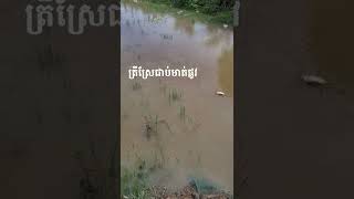 ត្រីឆ្ដោរបណ្ដើរកូន